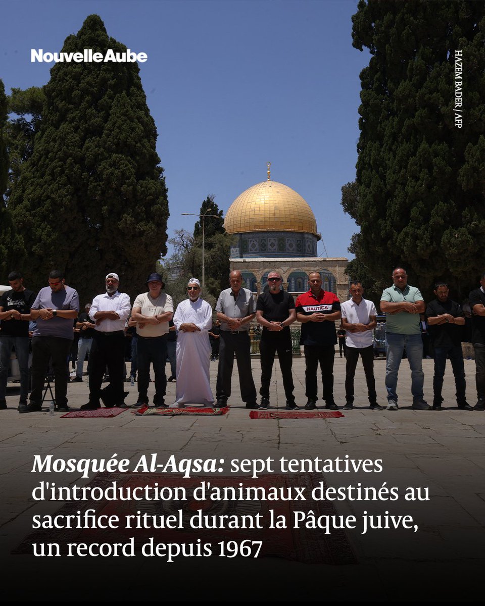 nouvelleaubefr's tweet image. La gouvernance de #Jérusalem a dénoncé sept tentatives d'introduction d'animaux destinés au sacrifice rituel dans l'enceinte de la mosquée Al-Aqsa depuis le début de la #Pâque juive, un chiffre sans précédent depuis 1967.