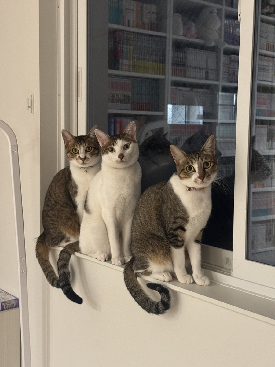 まつたけ tweet media