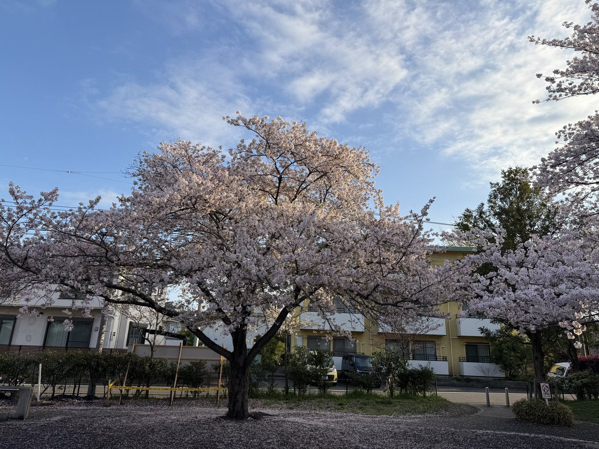 今朝のろくせぶ公園🌸