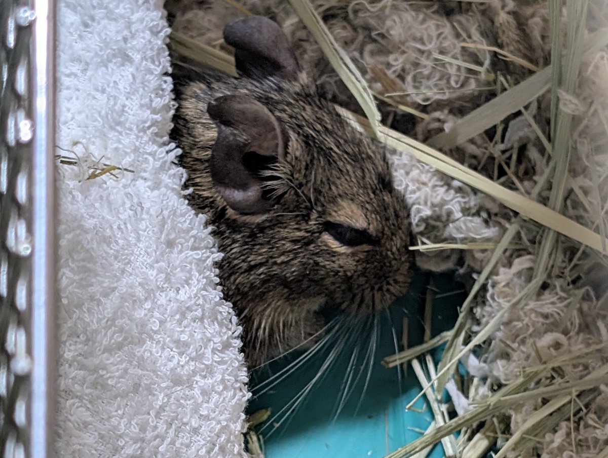 CHITTO*4/11〜カワスタ(原宿本店) tweet media