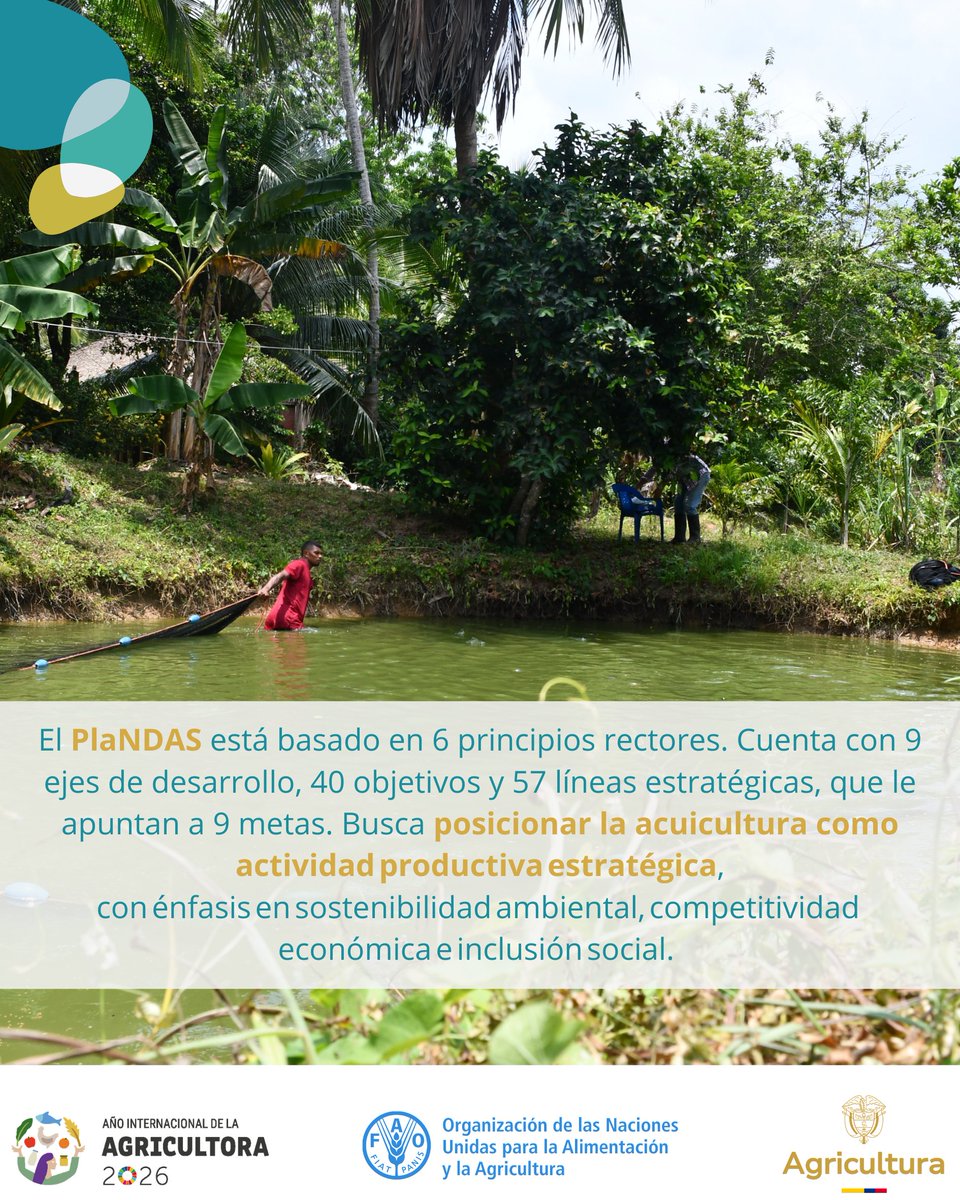 FAO_Colombia's tweet photo. Desde FAO🇨🇴 acompañamos técnicamente a @MinAgricultura en la evaluación y actualización participativa del Plan Nacional para el Desarrollo de la Acuicultura Sostenible (PlaNDAS) reflejando la realidad actual del sector y proyectando una visión estratégica renovada a futuro 🎣 https://t.co/4XgXLJFnFl