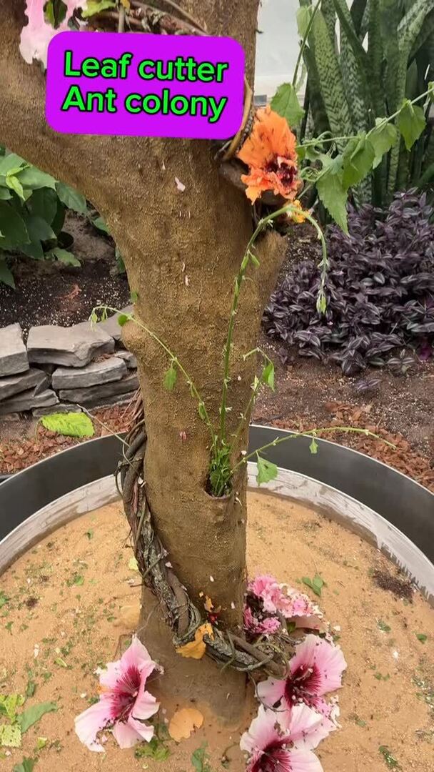 raehanbobby's tweet image. Amazing Leaf Cutter Ants working on getting all the leaves and petals to their colony. This was definitely the coolest thing I saw at the Montreal Insectarium. Wow! 

#teamwork #insects #ants #collaboration #nature instagr.am/p/DWysdlODlmA/