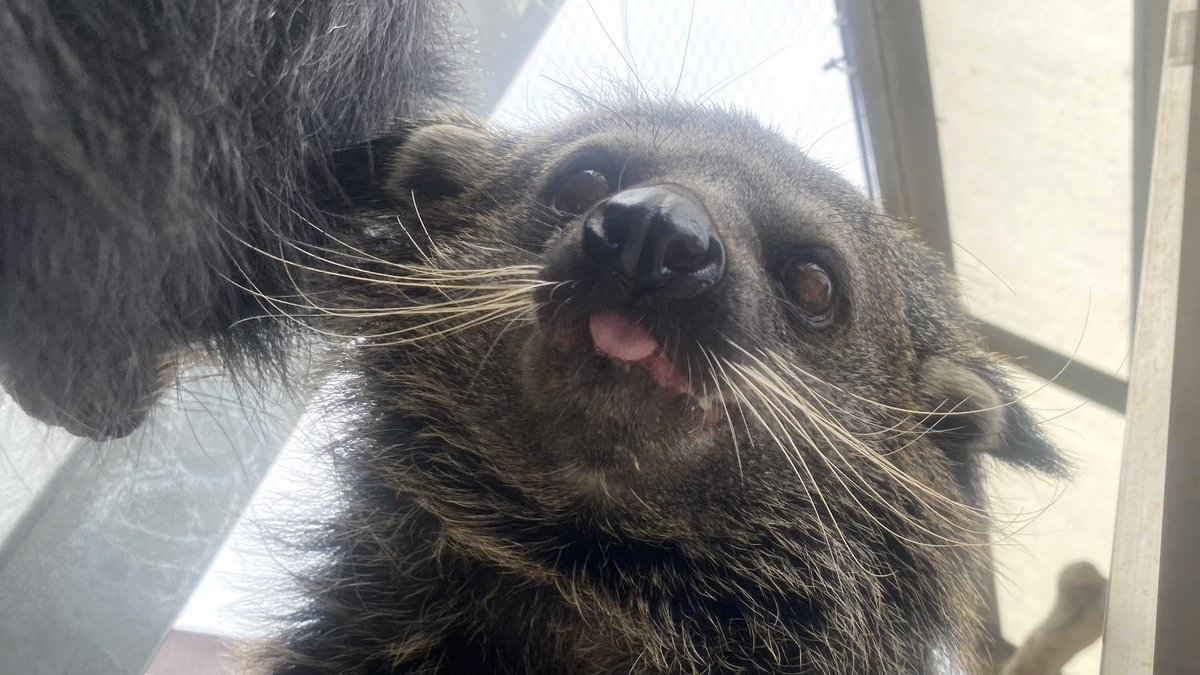 周南市徳山動物園(公式) tweet media