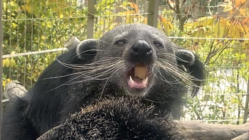 周南市徳山動物園(公式) tweet media