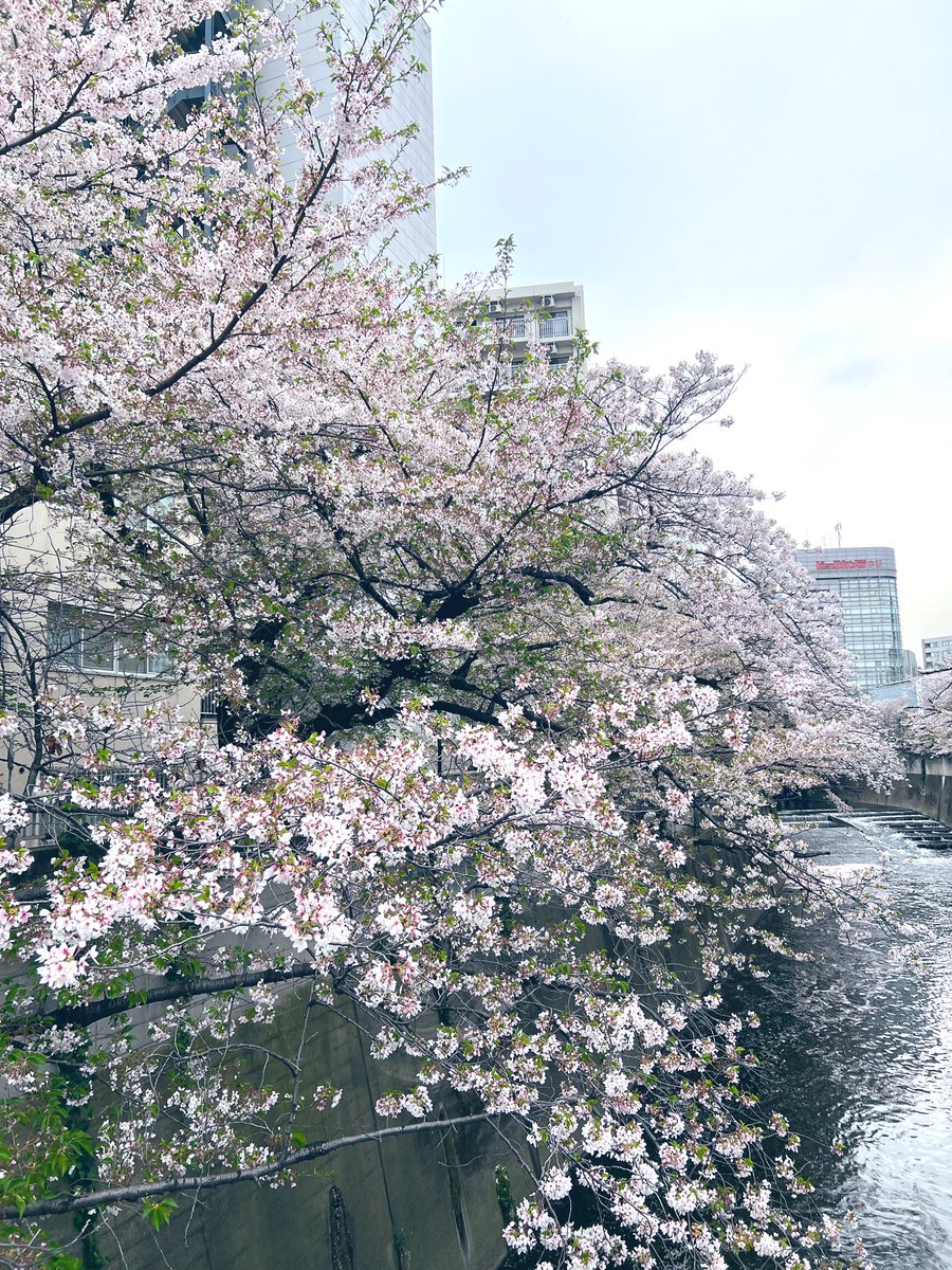 蒼井ゆりか(日本プロ麻雀連盟) tweet media