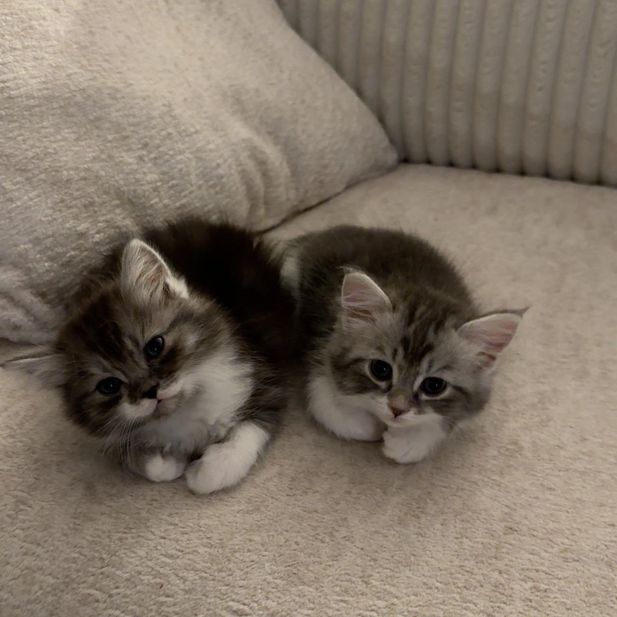 Miaw tweet media