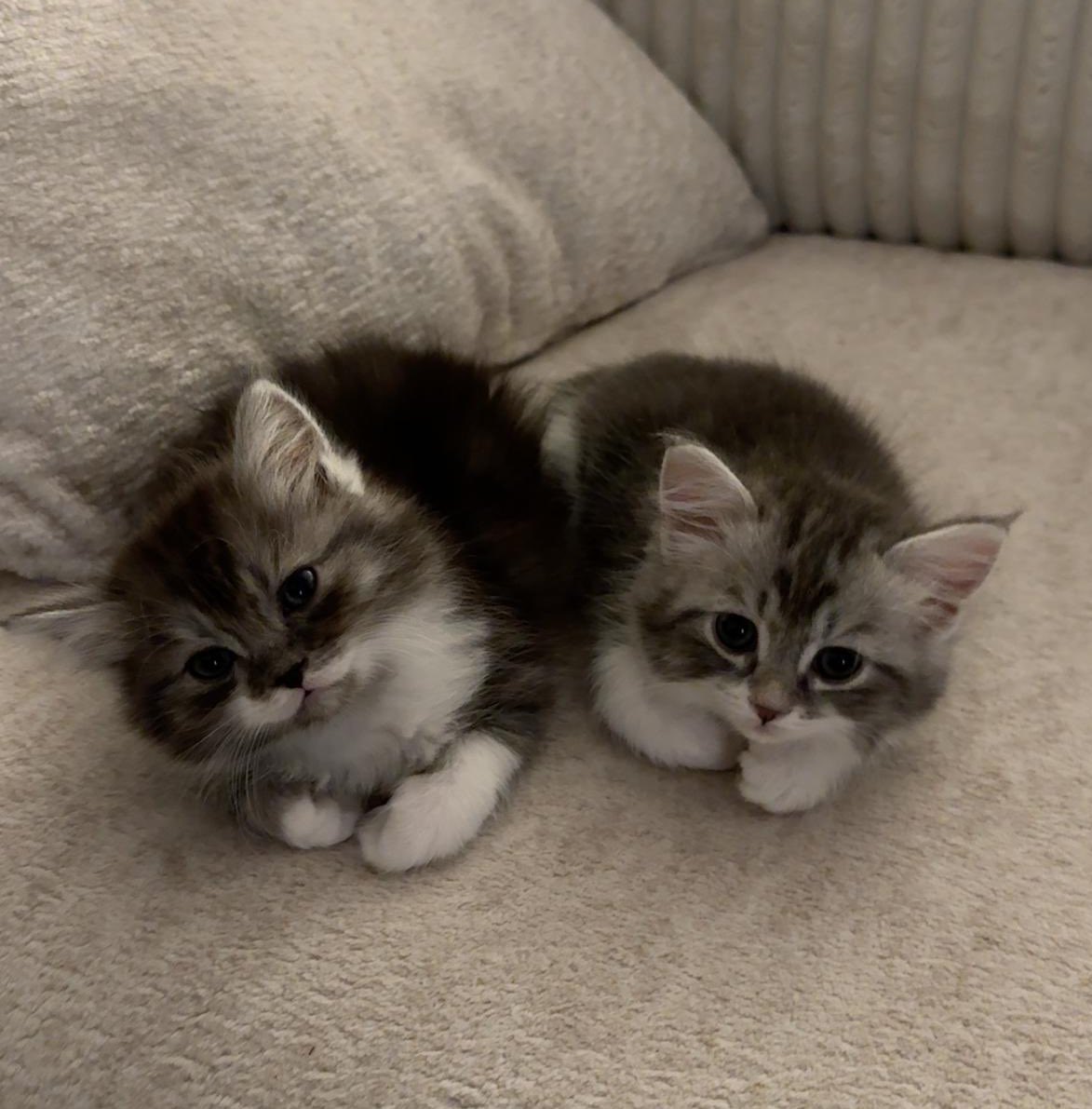 Miaw tweet media