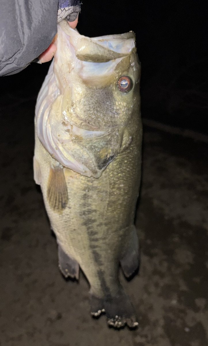 Tanga☆Loa🤘デカハネGP2026 tweet media