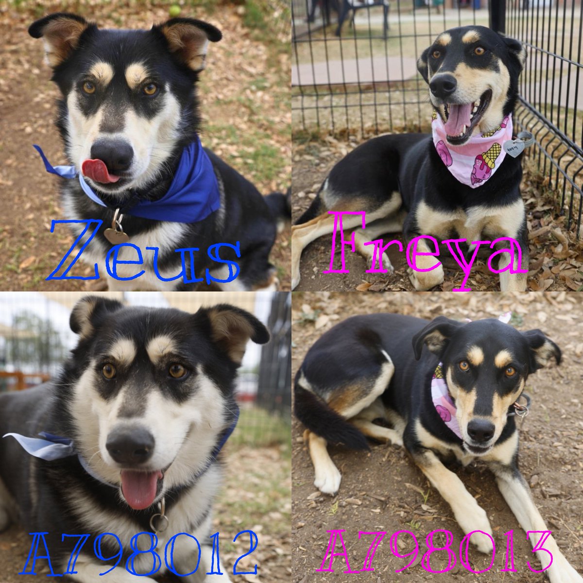 _taysmyoxygen1d's tweet image. 🆘 OWNER SURRENDERED DOG FRIENDLY #HUSKY DOGS TO BE KILLED TODAY 4.6 BY #SANANTONIO ACS #TEXAS
 
Zeus ⚡️#A798012 &amp;amp; Freya 💘#A798013
3yo M &amp;amp; 2yo F

He’s eager for snacks, playful &amp;amp; calm, a social butterfly🦋curious.
She’s shy at first but blossoms 🌺w care, loves everyone🥰
