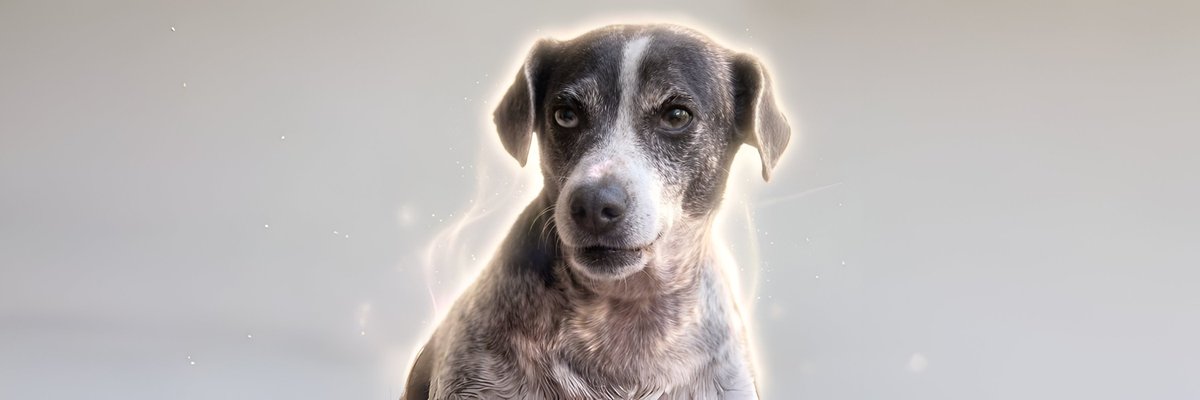 hubz tweet media