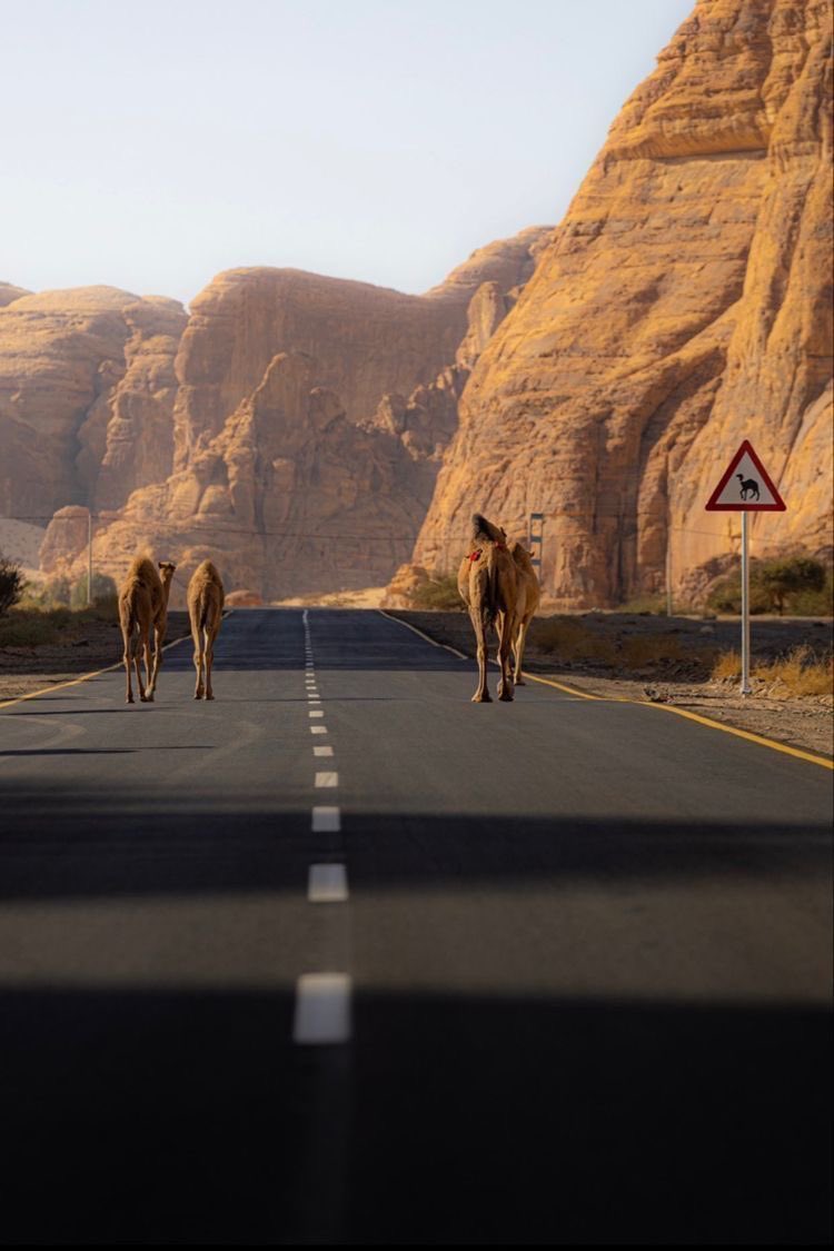 KSA Legacy | 🇸🇦 tweet media