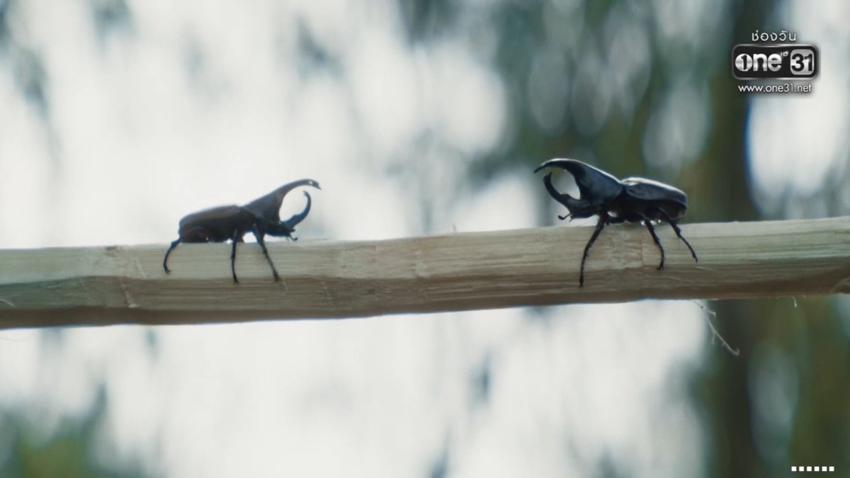 Treporapat Fanclub tweet media