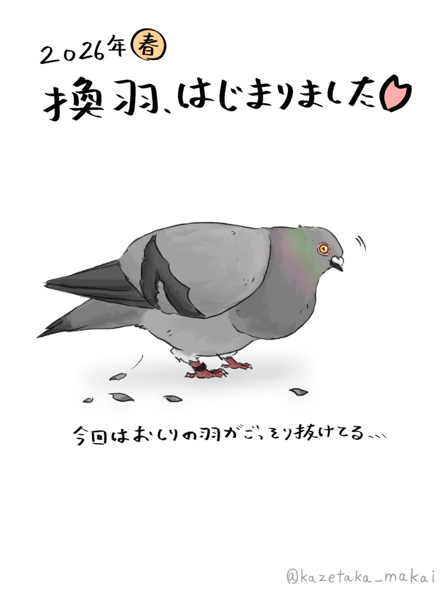 風鷹(かぜたか) tweet media