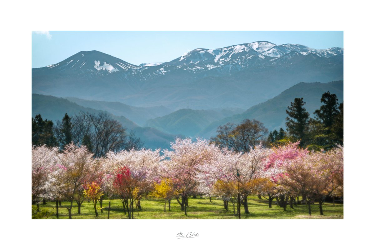 m_e_w_012's tweet photo. 残雪と桜、
これがあるから北国の春が好きなんだよなぁ。 https://t.co/Zh3nglsbSw