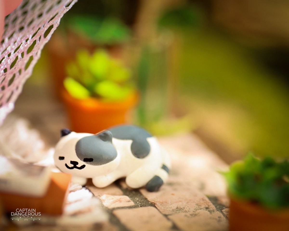 Captain Dangerous tweet media