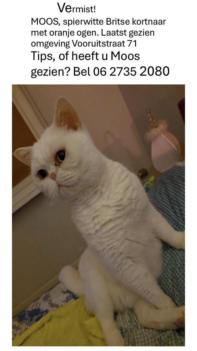 SanderSassen's tweet photo. Purmerend, Bloemenbuurt en omgeving heeft u deze witte kater (Moos) gezien? Bel dan aub. even het onderstaande nummer want Moos wordt ontzettend gemist. https://t.co/s1mycxK8on