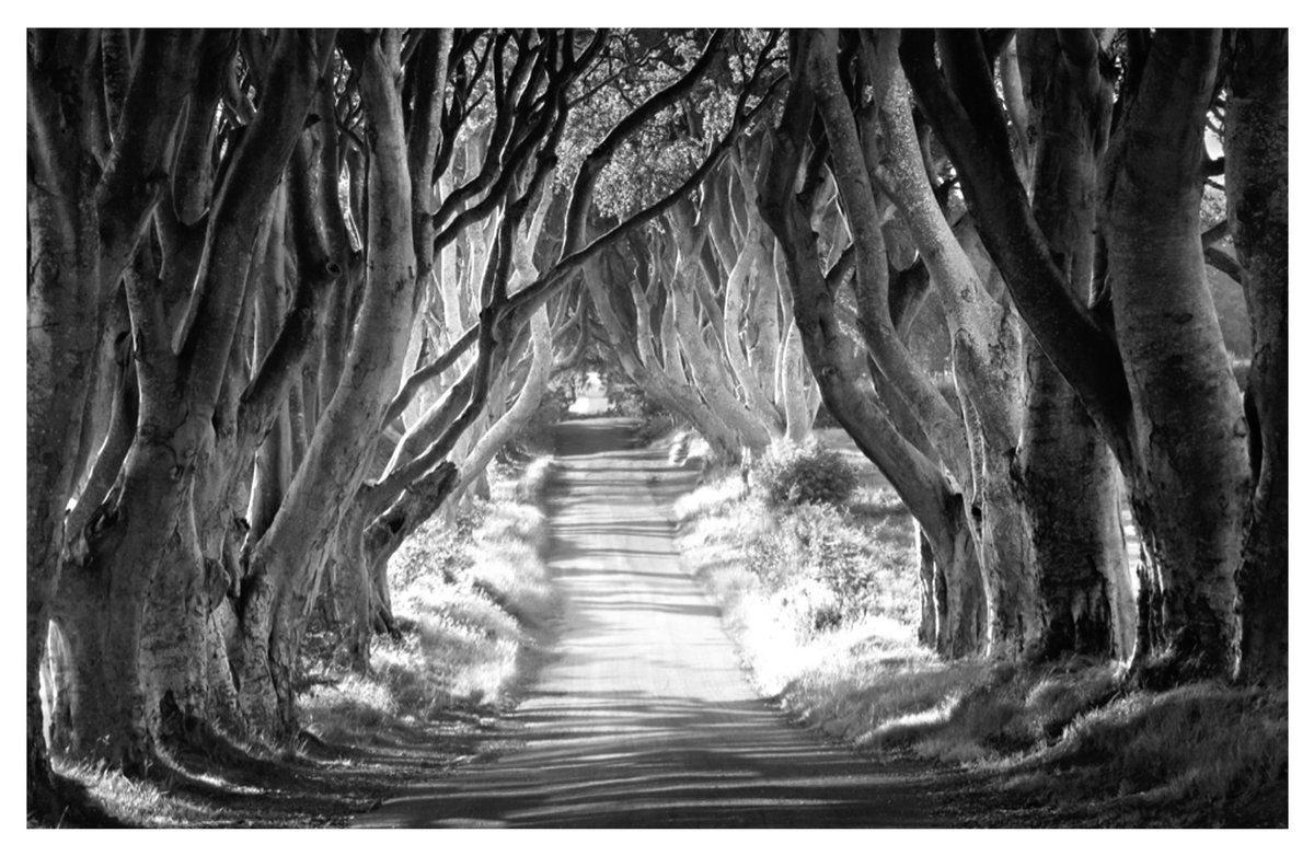 Himalaya_bear1's tweet image. 一场300年的行为艺术

爱尔兰北边的 Dark Hedges，是一处由时间构筑的超现实。

那些巨大无比的山毛榉，像史前巨兽扭曲的脊椎在半空中相互绞杀，死死扣在一起，遮蔽了天空。这片林荫道，是持续三百年的植物行为艺术展。
