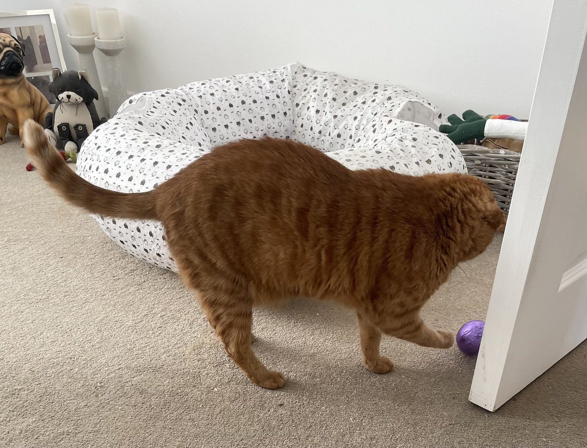 Human says I’m to eat this Easter Egg…. but it’s a great paw-ball! 😹
Have a great Bank Holiday Monday all.
JacK 🐾🐾
#CatsOfTwitter #CatsOfTwitter