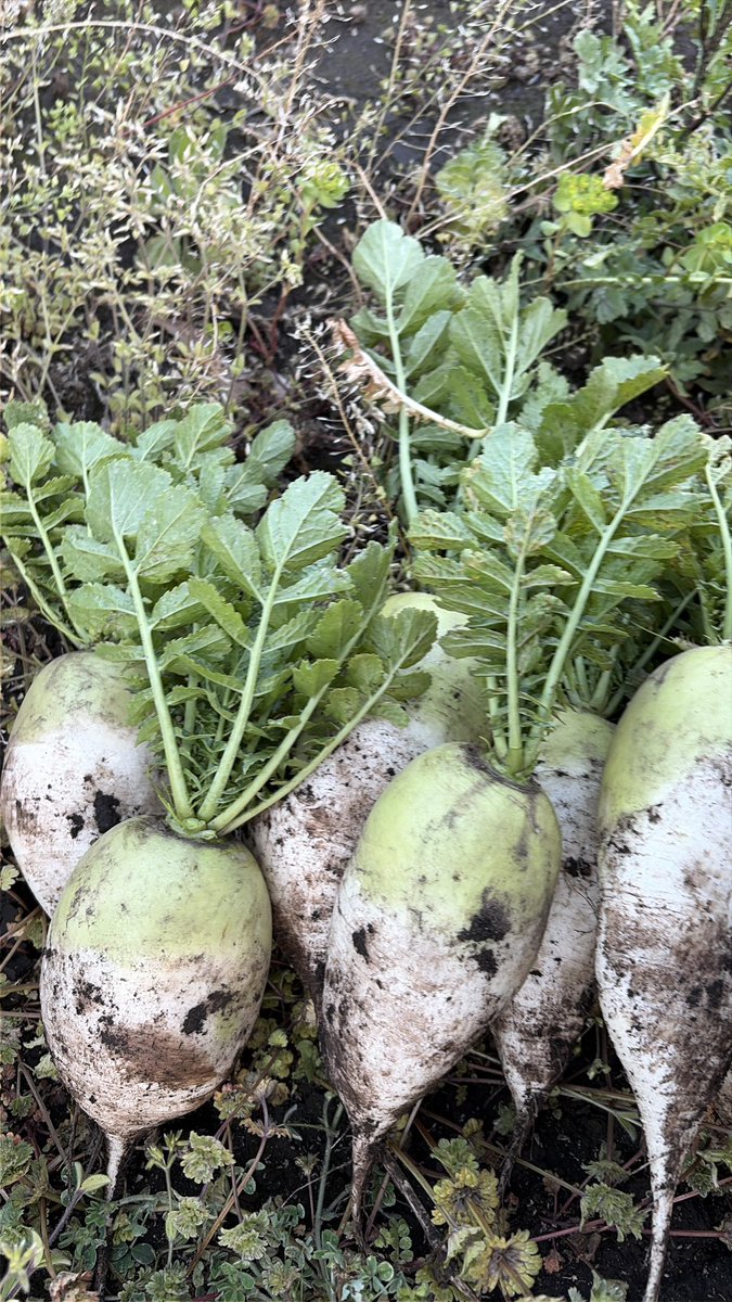 게으른 소나기 tweet media