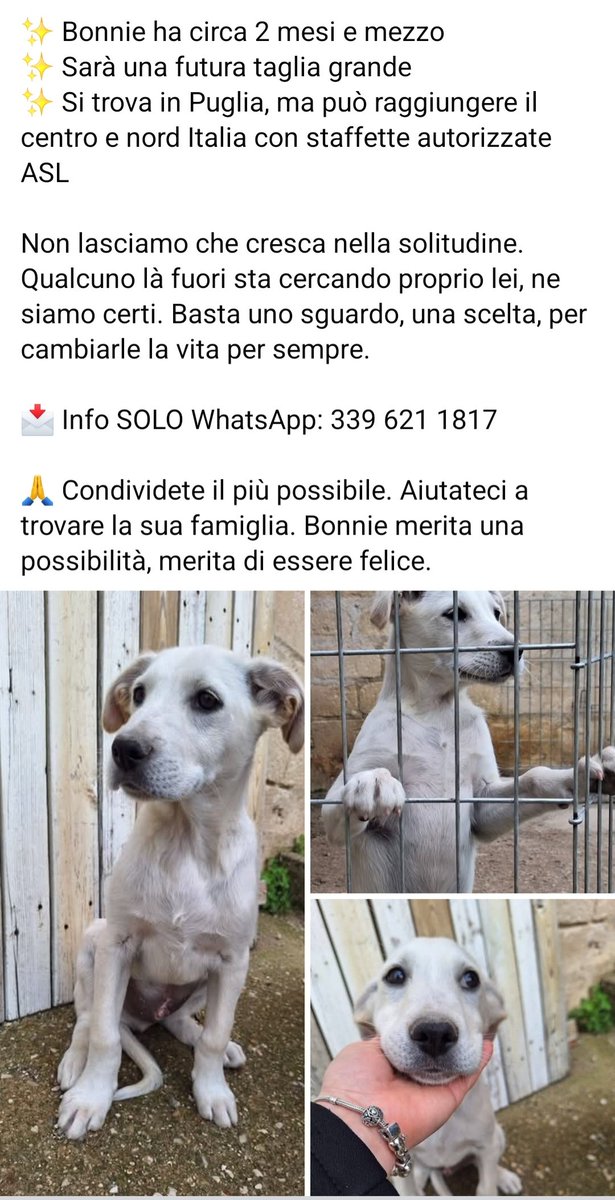 giuseppe esposito tweet media