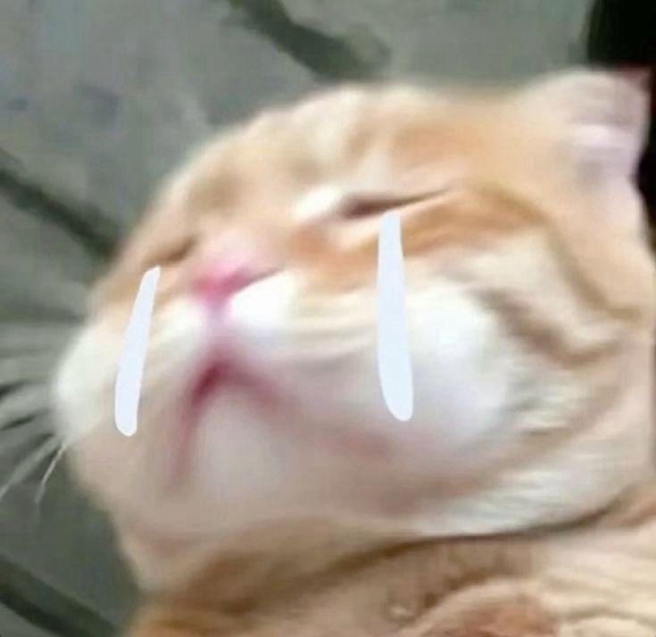 ก้อน tweet media