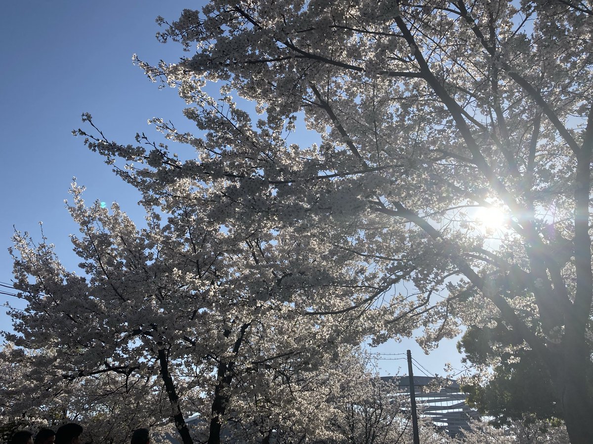 お花見行けて良かった。