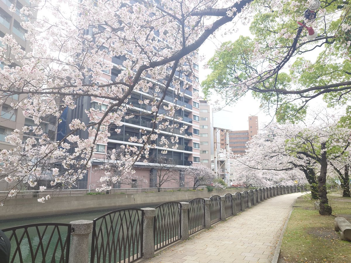 本日の中央公園の桜🌸
満開でした
人が多くなる前にお散歩してきました👠

散ってしまうのは寂しいけど、桜吹雪からの花筏も楽しみですね

暑くてワイヤーパニエ出しました☀