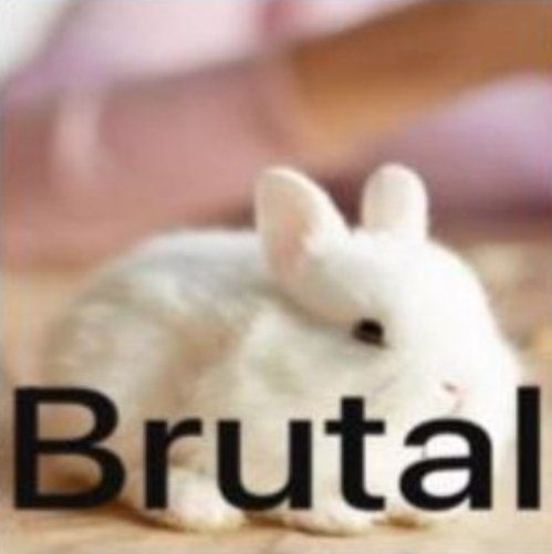 Nia of cookietwt 🍪 tweet media