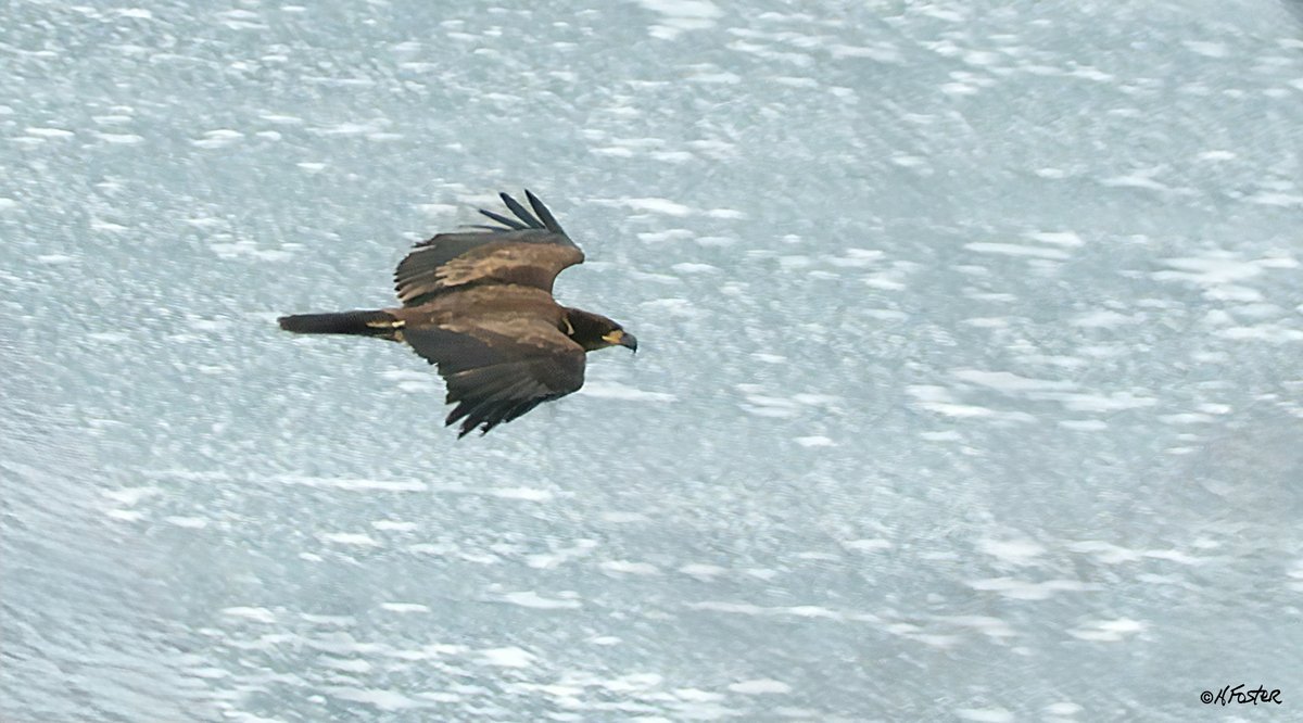 harry_fosters's tweet image. The season's they are a changing. Looked out this morning and saw the ice moving out and a couple of minutes later a #Juvenile #BaldEagle flew by, not a great shot. but lucky to get that. And, my #Rabbit friend was back, I was worried the coyotes might have got him.#NaturePhoto