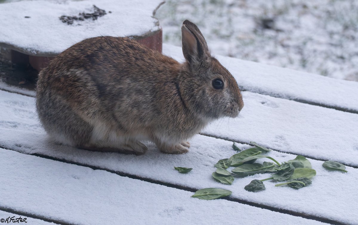 harry_fosters's tweet image. The season's they are a changing. Looked out this morning and saw the ice moving out and a couple of minutes later a #Juvenile #BaldEagle flew by, not a great shot. but lucky to get that. And, my #Rabbit friend was back, I was worried the coyotes might have got him.#NaturePhoto