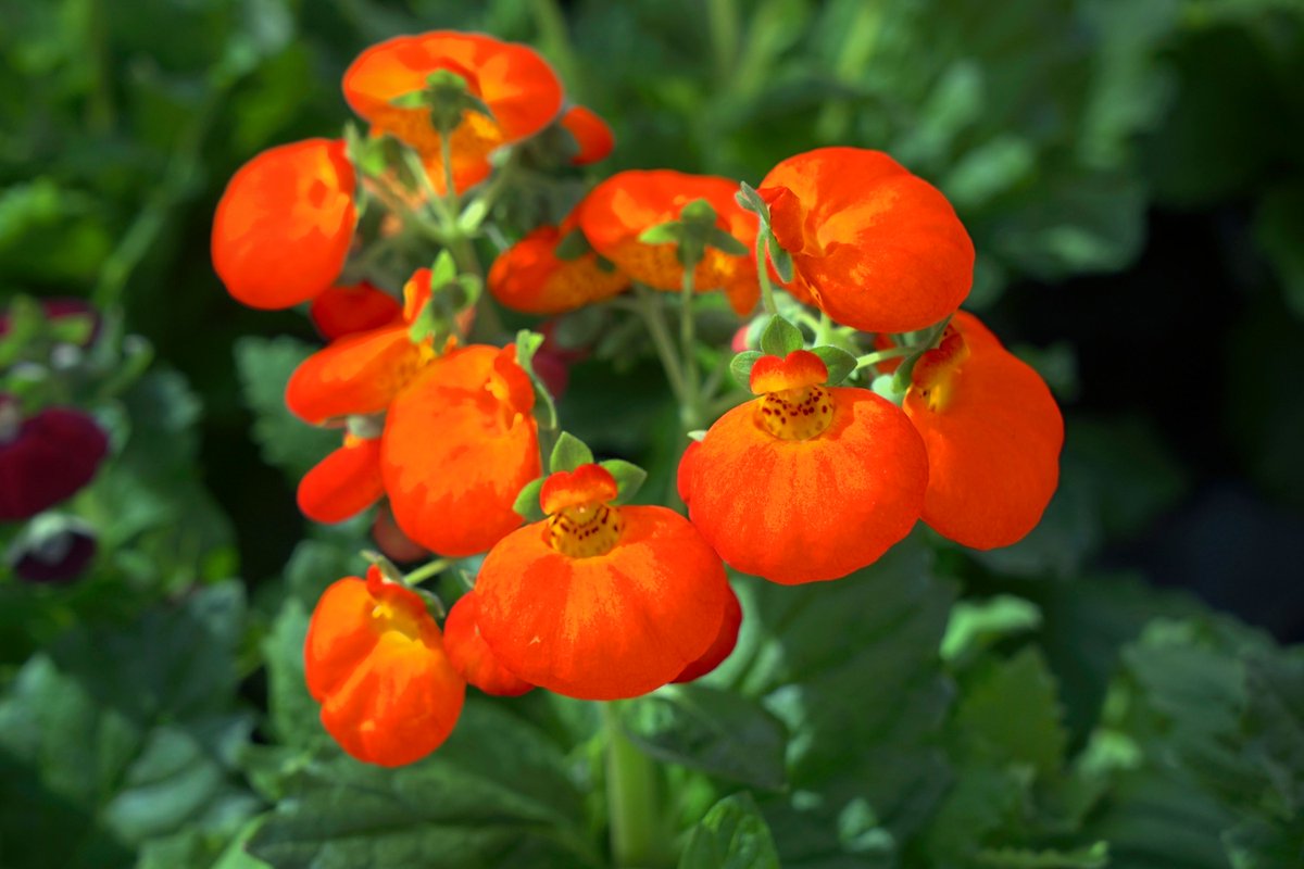 BloomingSecrets tweet media