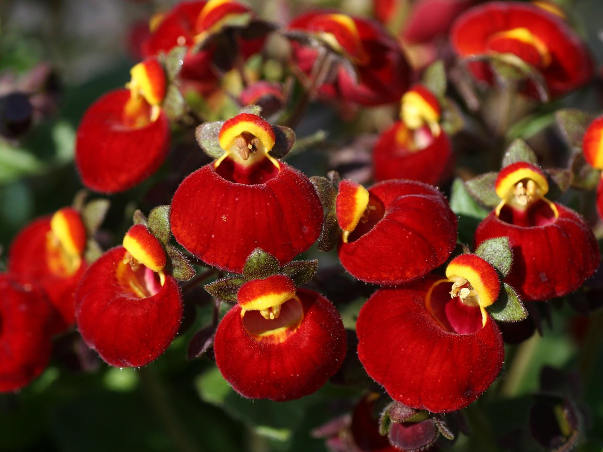 BloomingSecrets tweet media