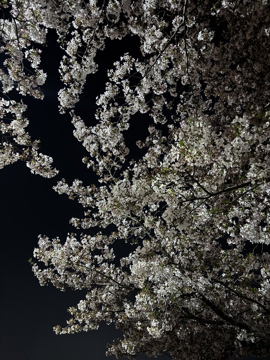 新澤オルト tweet media