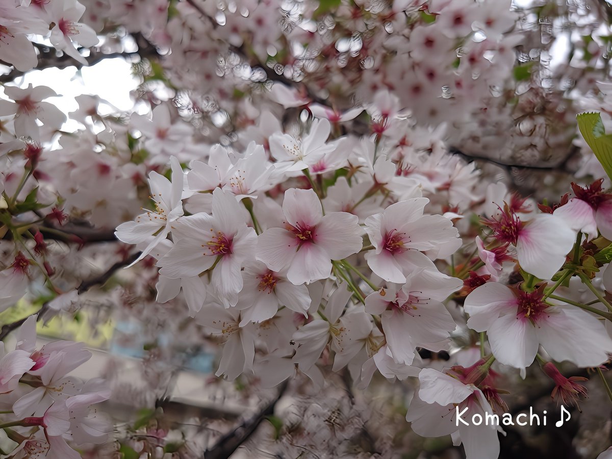 BeniKomao_Spla's tweet photo. 今日もお疲れ様でした

朝から夜まで目が回る忙しさ
もうヘロヘロで𝕏回れません🤣
ごめんちゃい

週末の雨で葉桜かと
諦めてたけど

しっかり咲いてて感動した

入学式帰りの親子連れが
たくさん桜の下で
写真撮ってたよ😊

やっと会えた

私の桜の君🌸

#イマハナ #CHERRYBLOSSOM https://t.co/Twgx1C2ieG