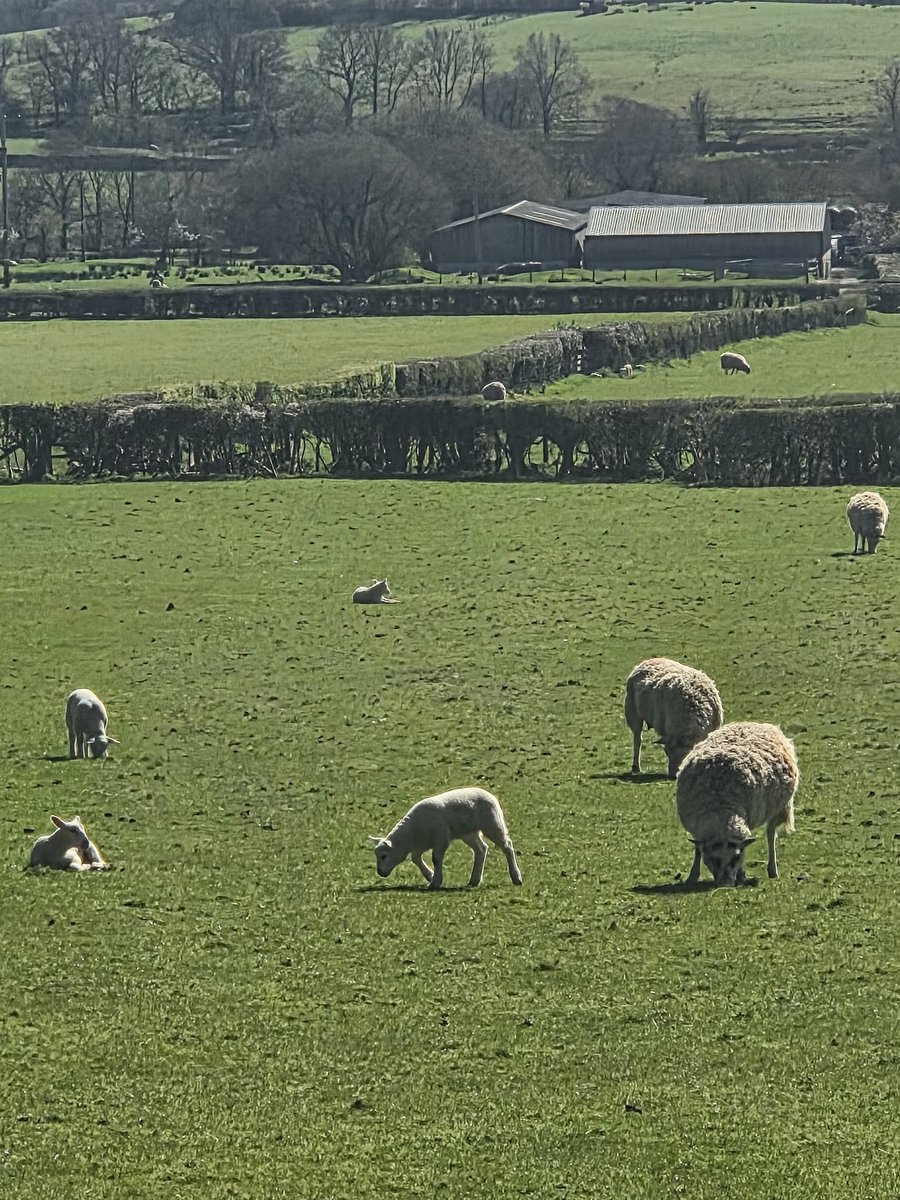 Chelleb66's tweet photo. Back to one of my favourite places. Millbeck nr Keswick . Beautiful here #millbeck #Keswick #Cumbria #skiddawmountainrange #sheep #lambs #beautifulviews #countryside #nature #lovenature https://t.co/TBrA7FhSDn