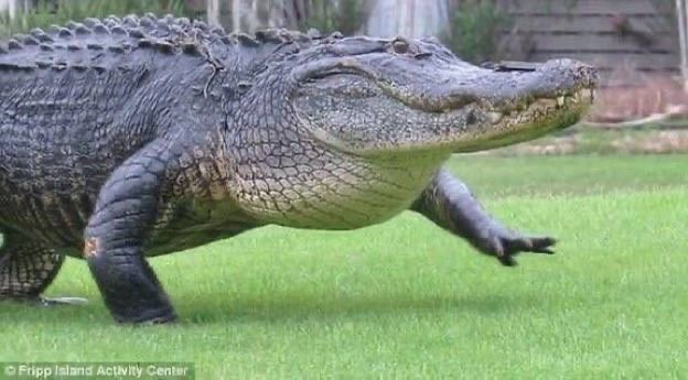 ほしのん tweet media