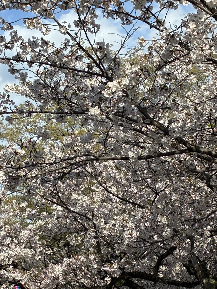 なてす。 tweet media