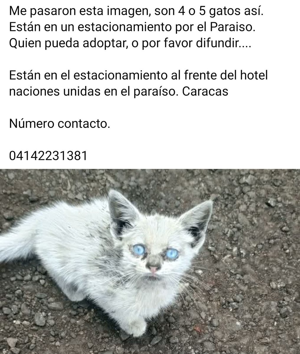 PerroUsuario Wof '•' tweet media