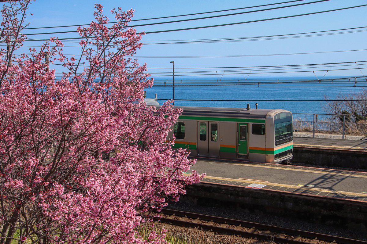 海と桜と湘南電車

#根府川　#桜
202603