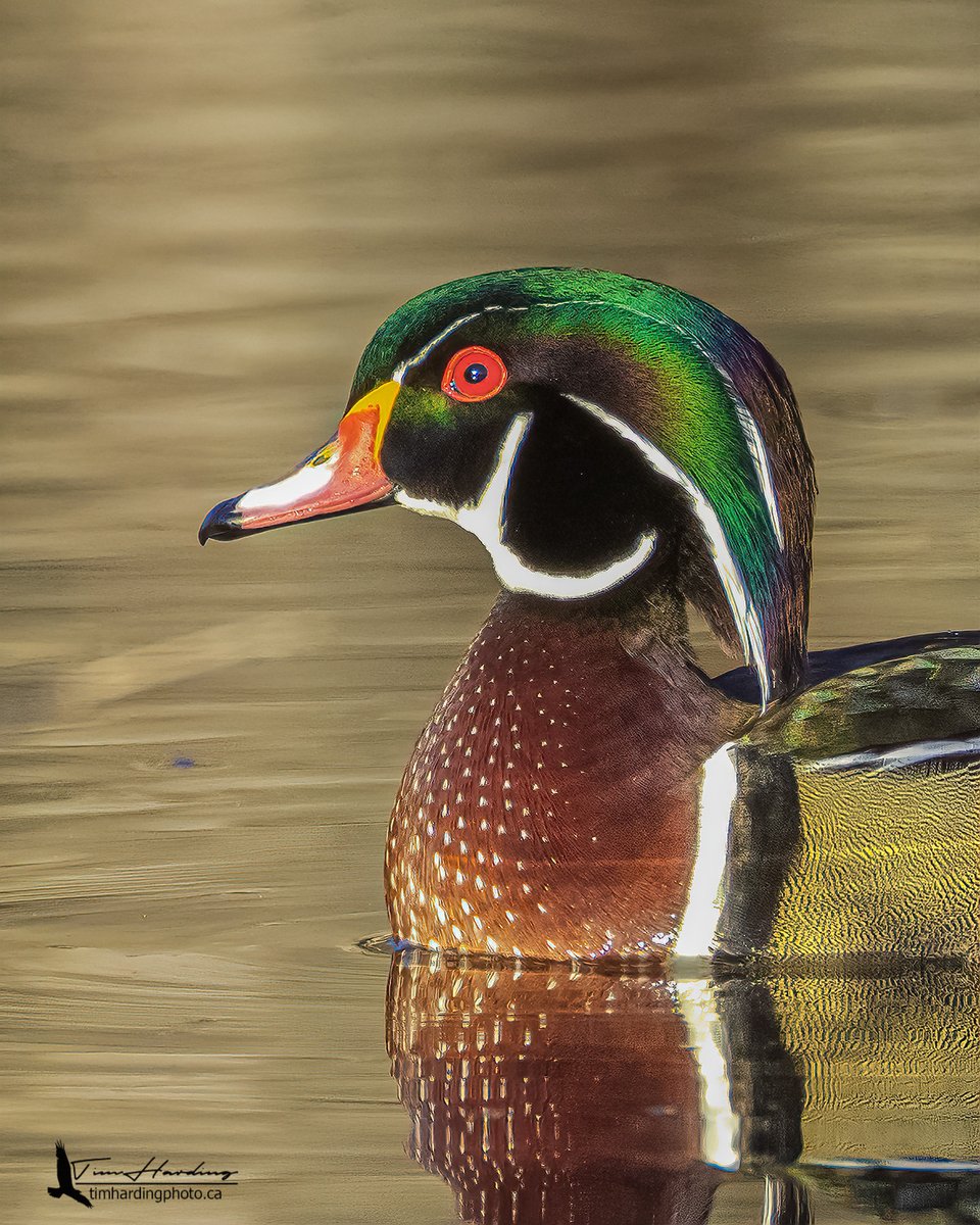 The Boreal spring has officially landed. 🦢💦 From the quiet reflections of the Wood Duck to the high-speed splash of a Bufflehead, our local waters are coming alive again. 

#SpringMigration #WildlifePhotography #Canada