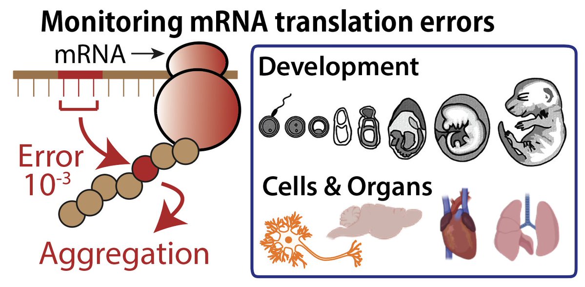 Kotaro Fujii tweet media