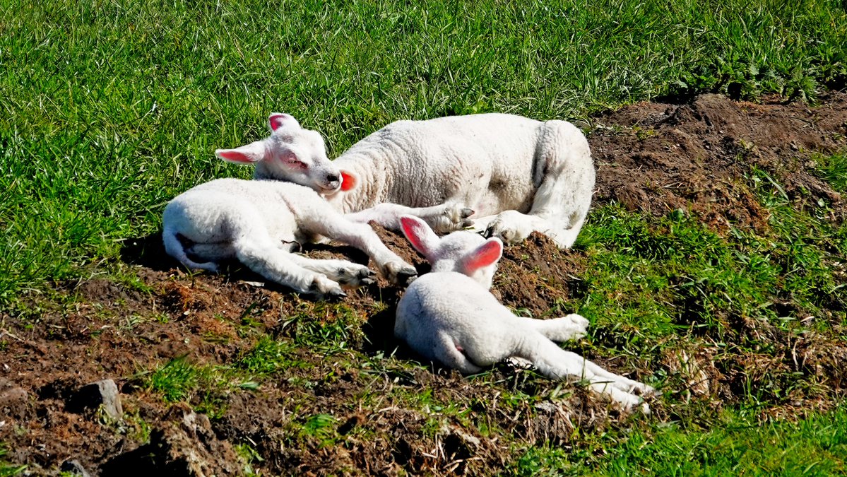 Ton Wesselius tweet media