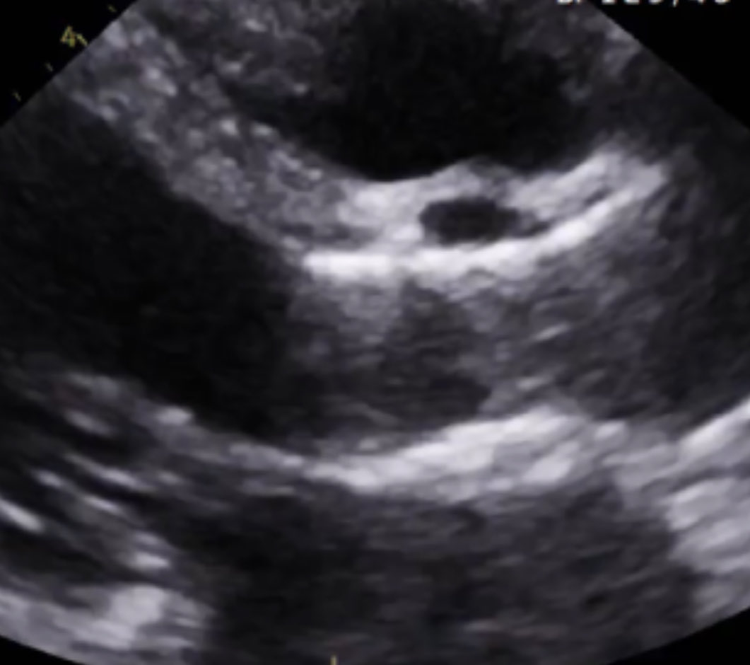 궁서체 tweet media