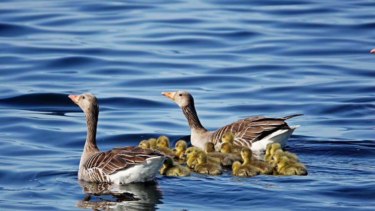 Ton Wesselius tweet media