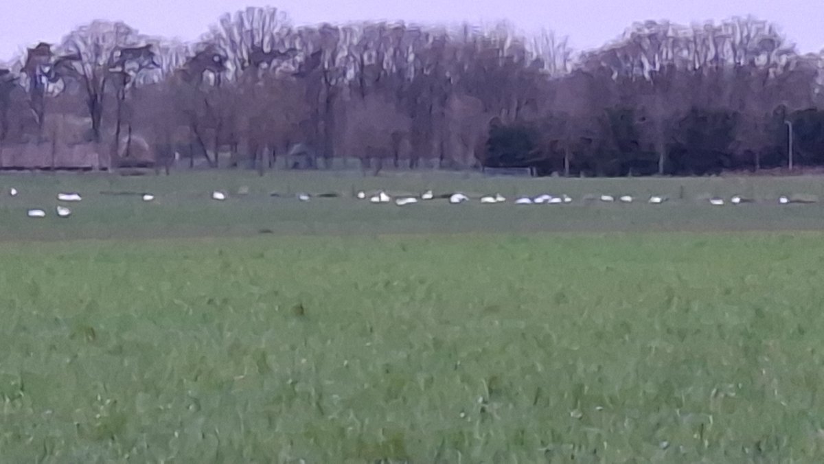 Ger Wijnhoven tweet media