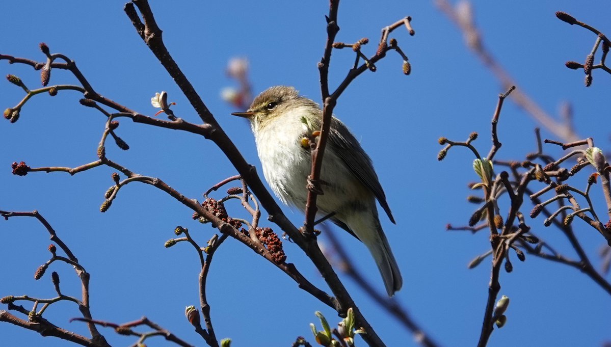 Ton Wesselius tweet media