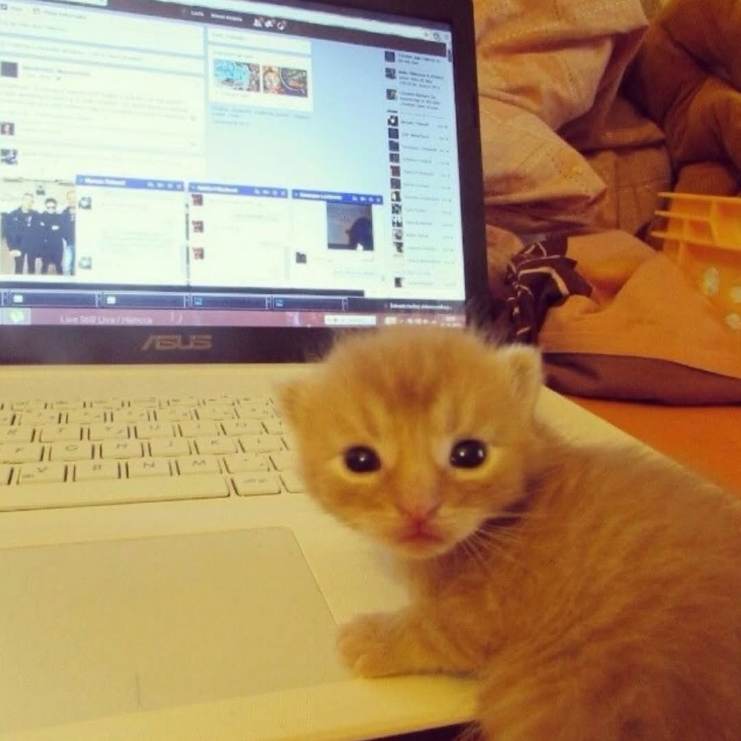 No Context Cats tweet media