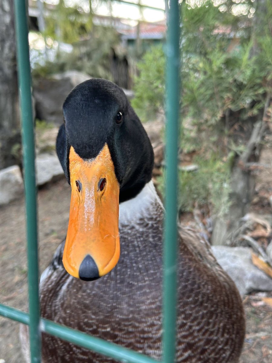 Mr. Mallard tweet media