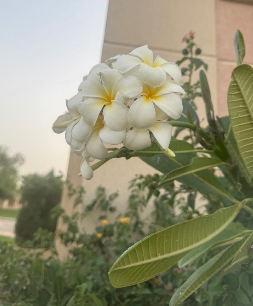 د. محمد بن دليم القحطاني tweet media