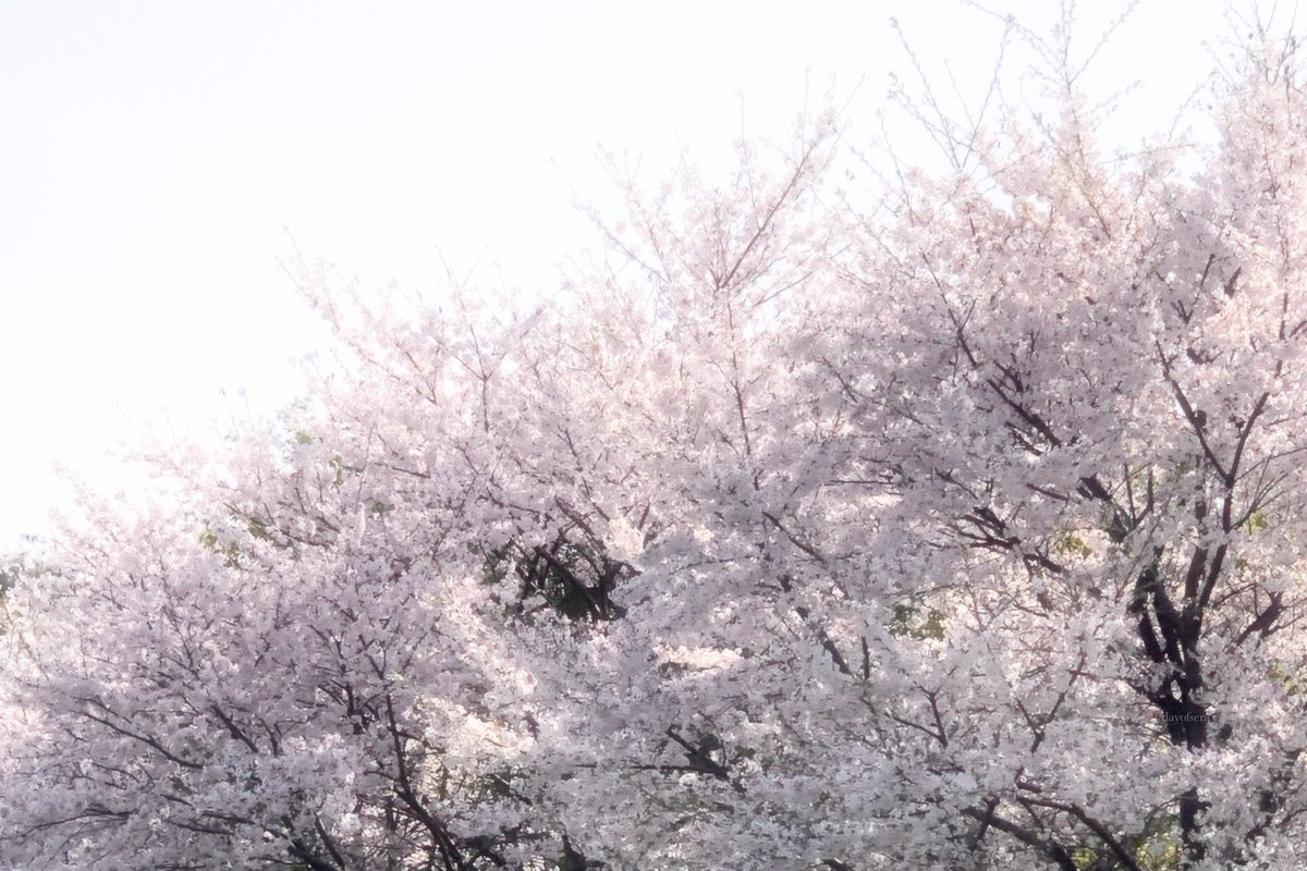 dayofsera's tweet photo. 디카 없을 때라 폰으로 찍었던 이날의 벚꽃 사진들 https://t.co/wdegfjD92c